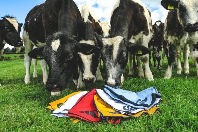 We partnered with a growing e-commerce clothing brand to strengthen their digital presence and scale their sales. Through a combination of SEO, paid advertising, and a complete website redesign, we improved their visibility, streamlined the customer journey, and delivered measurable ROI. This case study explores how strategy-driven marketing transformed their online growth.